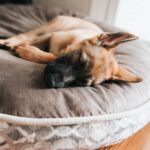 dex-ezekiel-GUqczWy1bns-unsplash